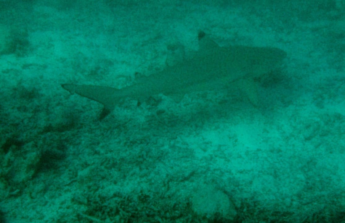 Schwarzspitzen-Riff-Hai (harmlos) Summer Island Maldives