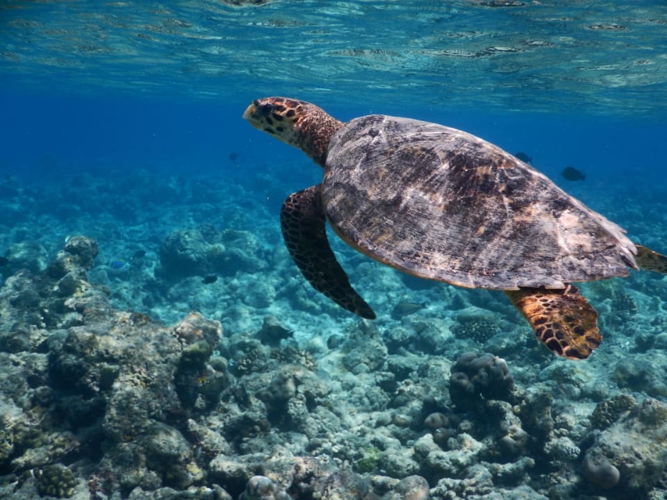 Sport & Freizeit NH Collection Maldives Reethi Resort