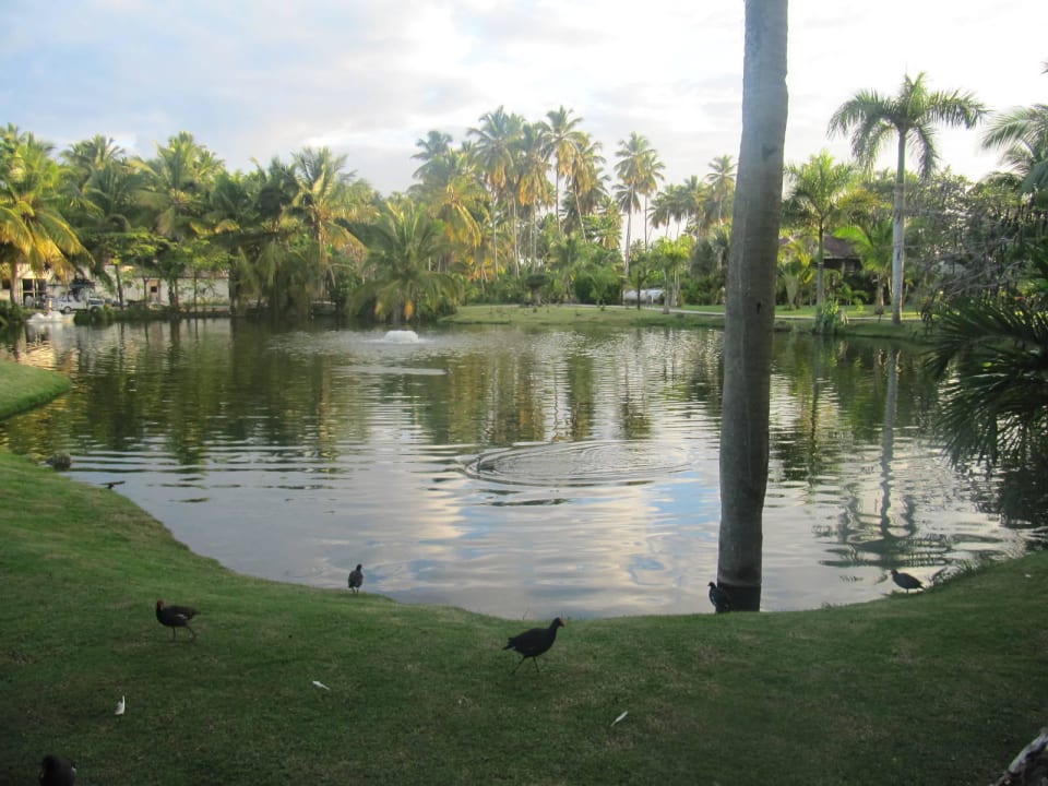 Schöner Teich mit vielen Vogelarten Villas Bavaro Resort & Spa