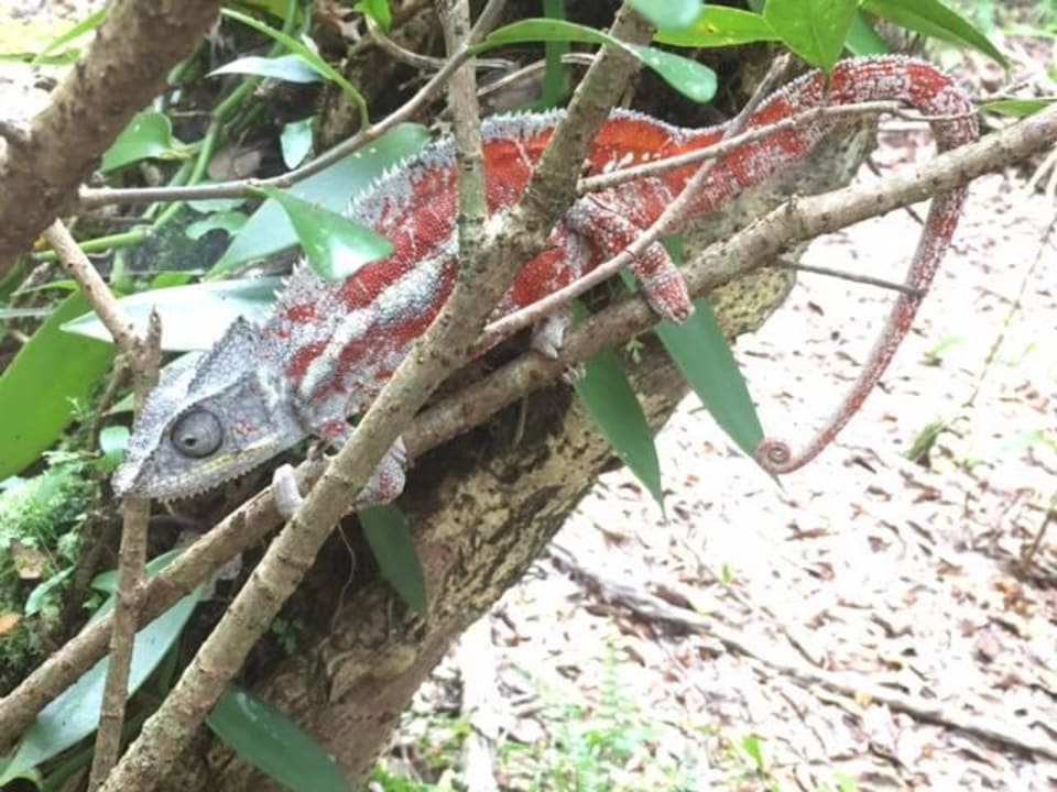 Palmarium Hotel Ankanin'Nofy Palmarium Réserve & Hotel