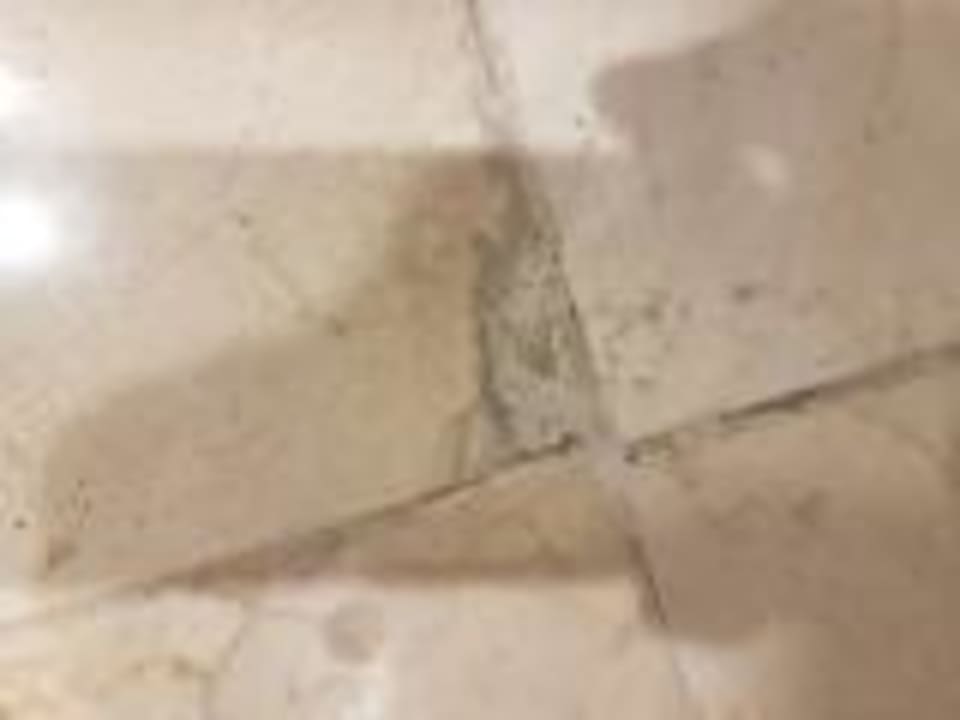 Zimmer Dreams Jardín Tropical