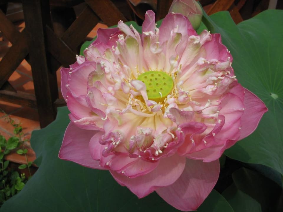 "Seerose?" Dinso Resort & Villas Ko Chang, Vignette Collection by IHG