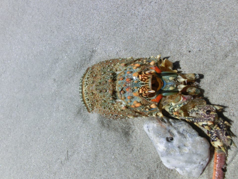 Am Strand entdeckt man so einiges Wyndham Garden Salalah Mirbat