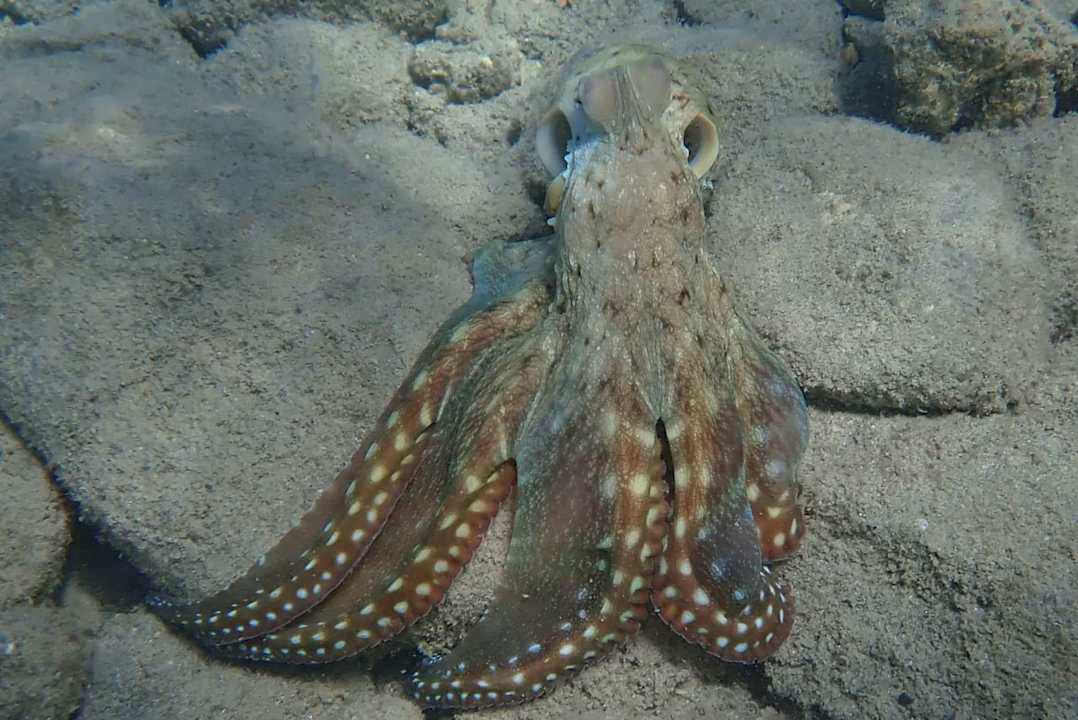 Außenansicht Three Corners Equinox Beach Resort