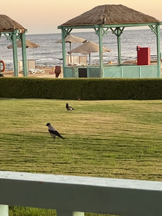 Ausblick Radisson Blu Resort, El Quseir
