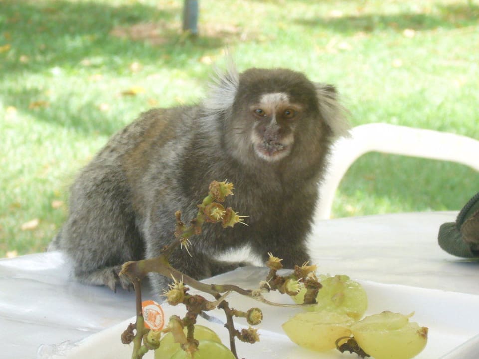 Löwenkopfäffchen als Naschkatze Hotel Porto Zarpa