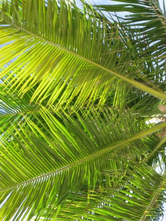 Strand -Palmen Secrets Royal Beach Punta Cana - Adults only