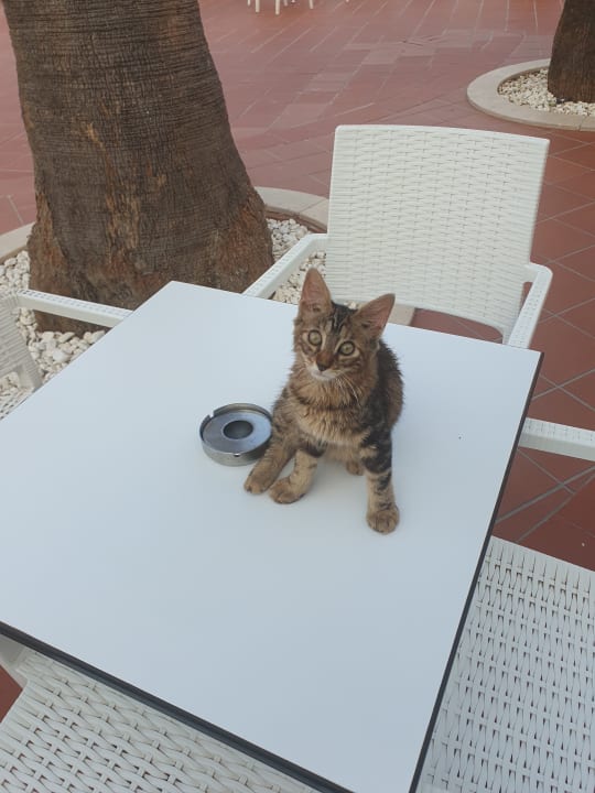 Zimmer Salamis Bay Conti Resort Hotel & Casino