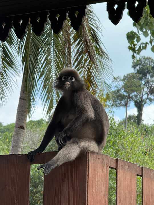 Sonstiges Cenang Plaza Beach Hotel