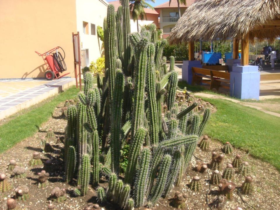 Kakteenbeet vor dem Beachrestaurant Royalton Splash Punta Cana