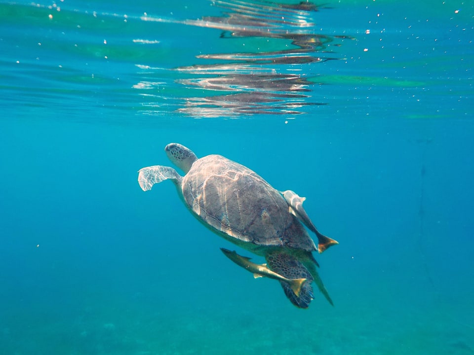 Strand Shams Prestige Abu Soma-Adults Only