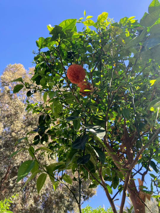 Gartenanlage Jaz Makadi Oasis Resort
