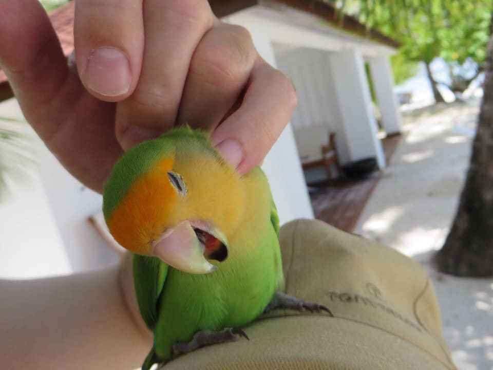 Masi ist müde ananea Diamonds Athuruga