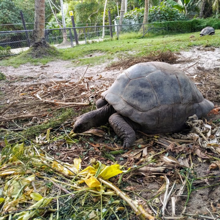 Gartenanlage Kempinski Seychelles Resort