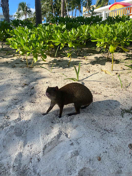 Strand Hotel Riu Playacar