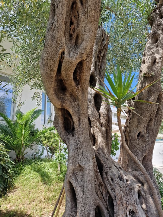 Gartenanlage Elea Beach Hotel