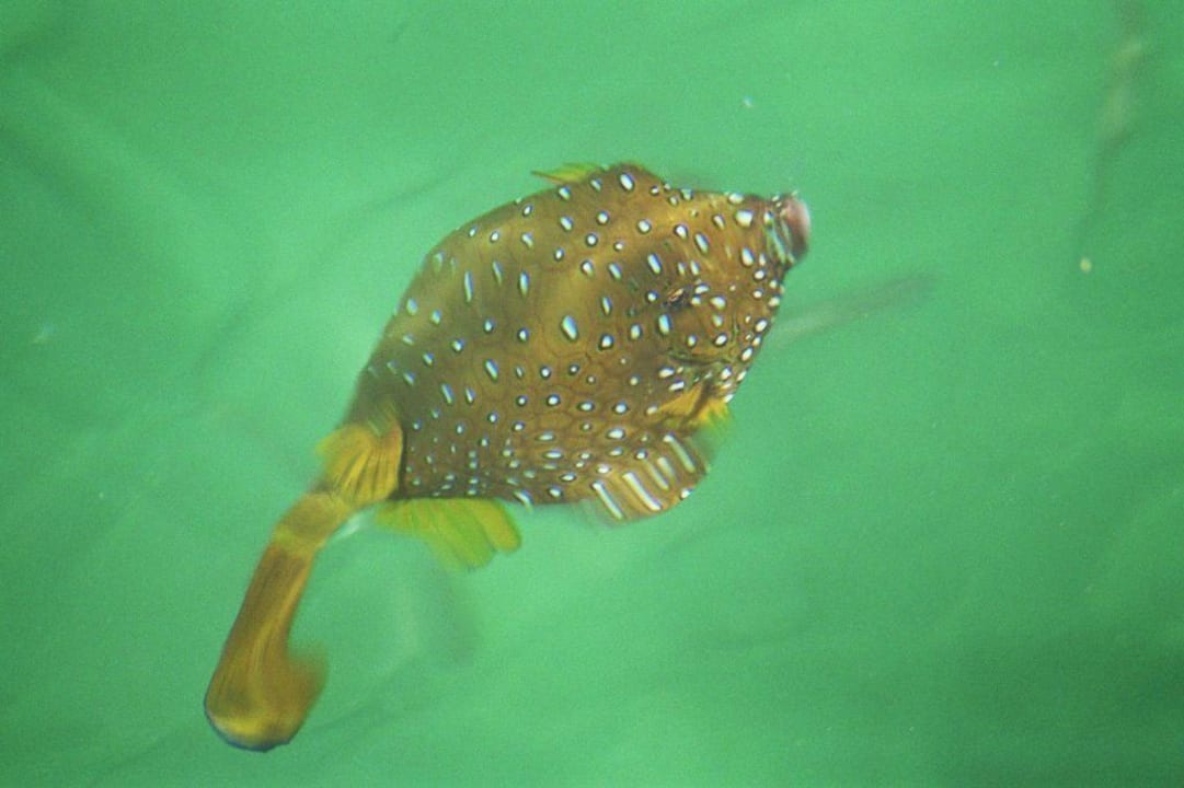 Fische The Grand Hotel Hurghada