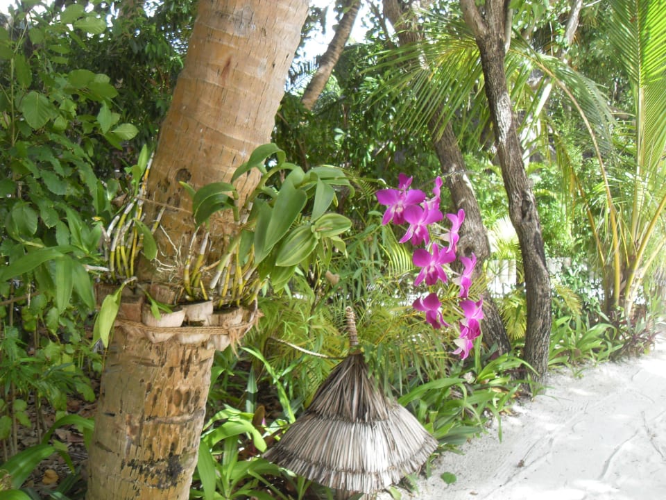 Hotel Veligandu Island Resort Veligandu Maldives Resort Island