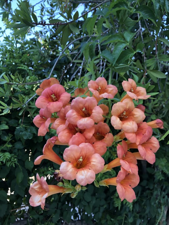 Gartenanlage Hotel Kervan