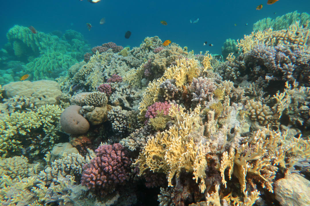 Strand Makadi Spa - Adults only