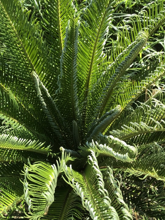 Gartenanlage Seaden Sea World Resort & Spa