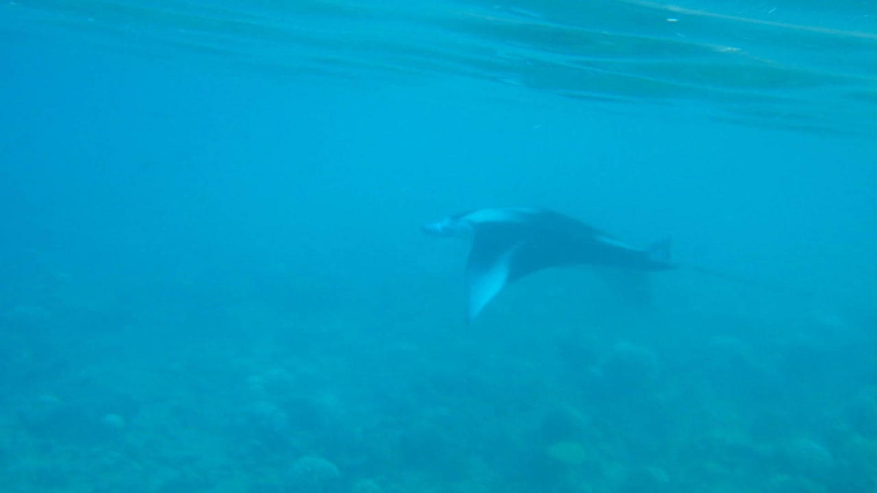 Beim Schnorcheln entdeckt: Mantarochen Kuramathi Maldives
