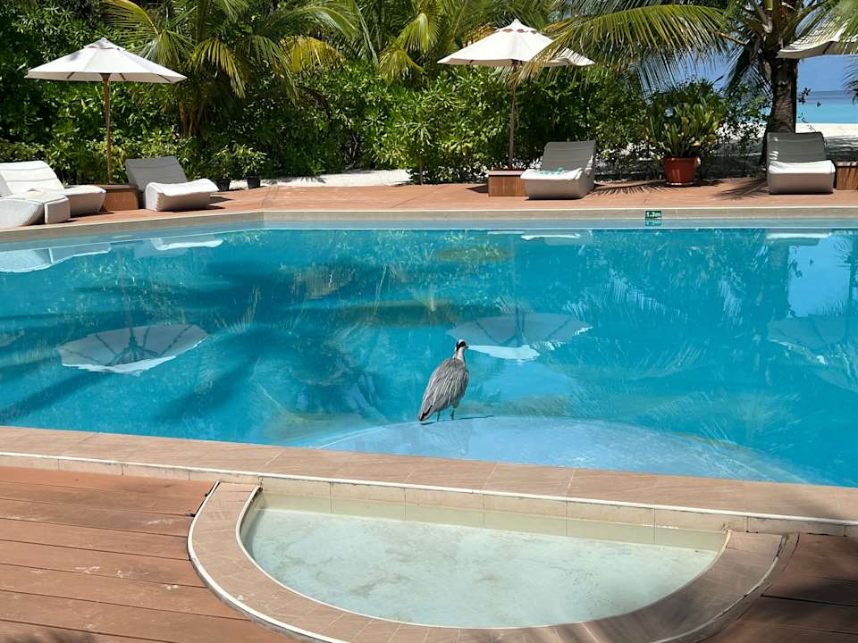 Pool Safari Island Maldives