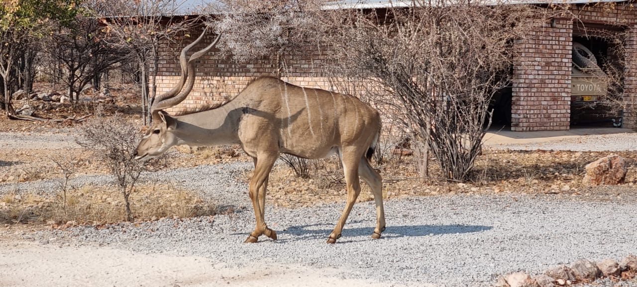Sonstiges Etosha Village