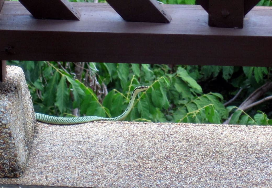 Ungefährlicher interessierter Besucher Hotel Pimalai Resort & Spa