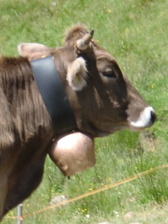 Freundliche Kuh Hotel Tanneck