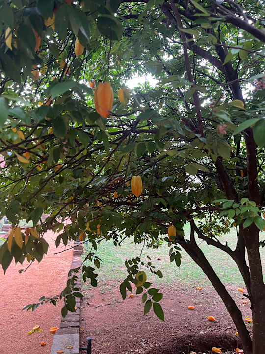 Gartenanlage Rangiri Dambulla Resort