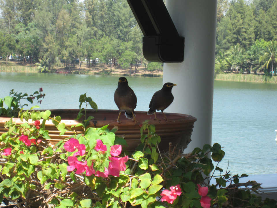 Dauergäste auf Balkonia Hotel Angsana Laguna Phuket