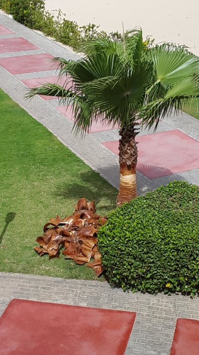 Palmenpflege Hotel Riu Karamboa