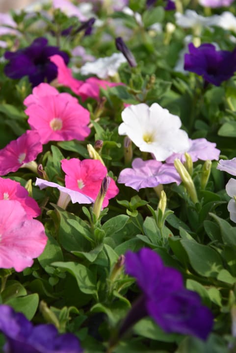 Sonstiges VONRESORT Golden Beach