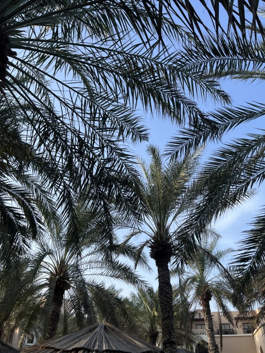 Außenansicht Miramar Al Aqah Beach Resort