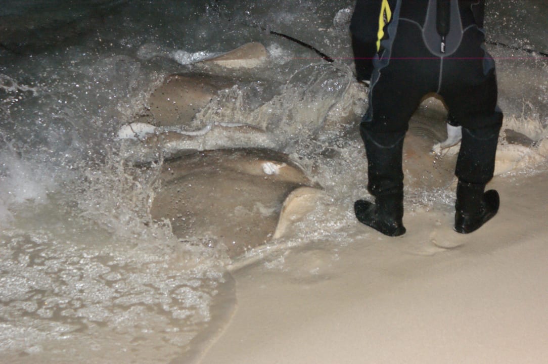 Rochen-Füttern Kuramathi Maldives