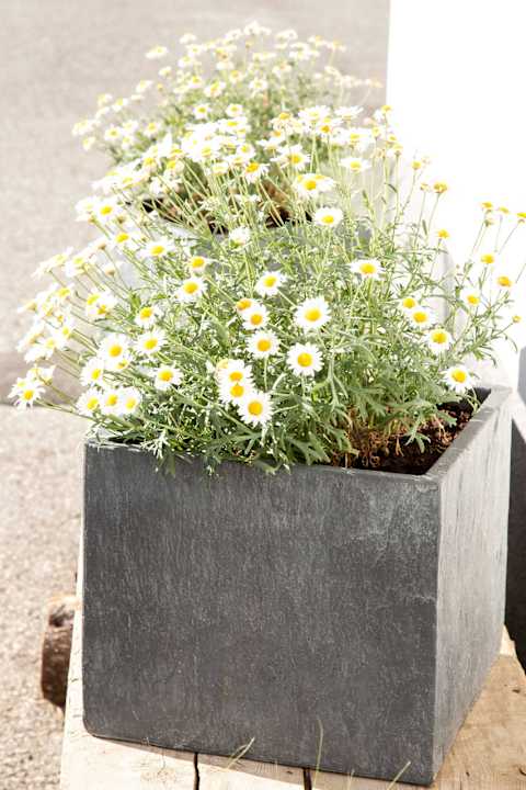 Blumen Pension Hieserhof