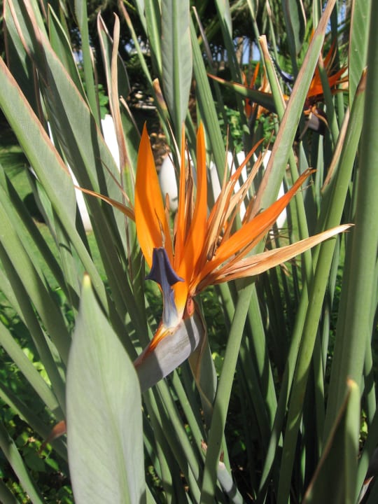 Herrliche Blumen Premier Le Reve Hotel & Spa