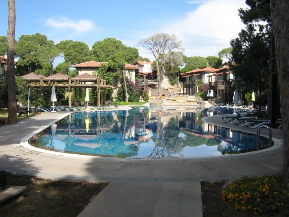 Einer der vielen Pool´s Papillon Ayscha