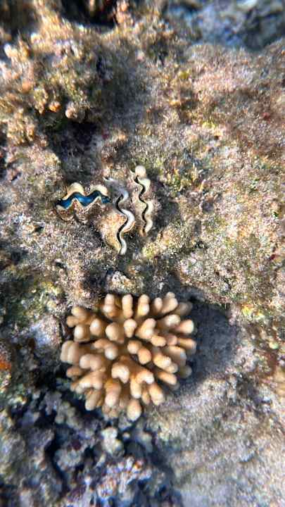 Strand Pickalbatros Sea World Resort - Marsa Alam