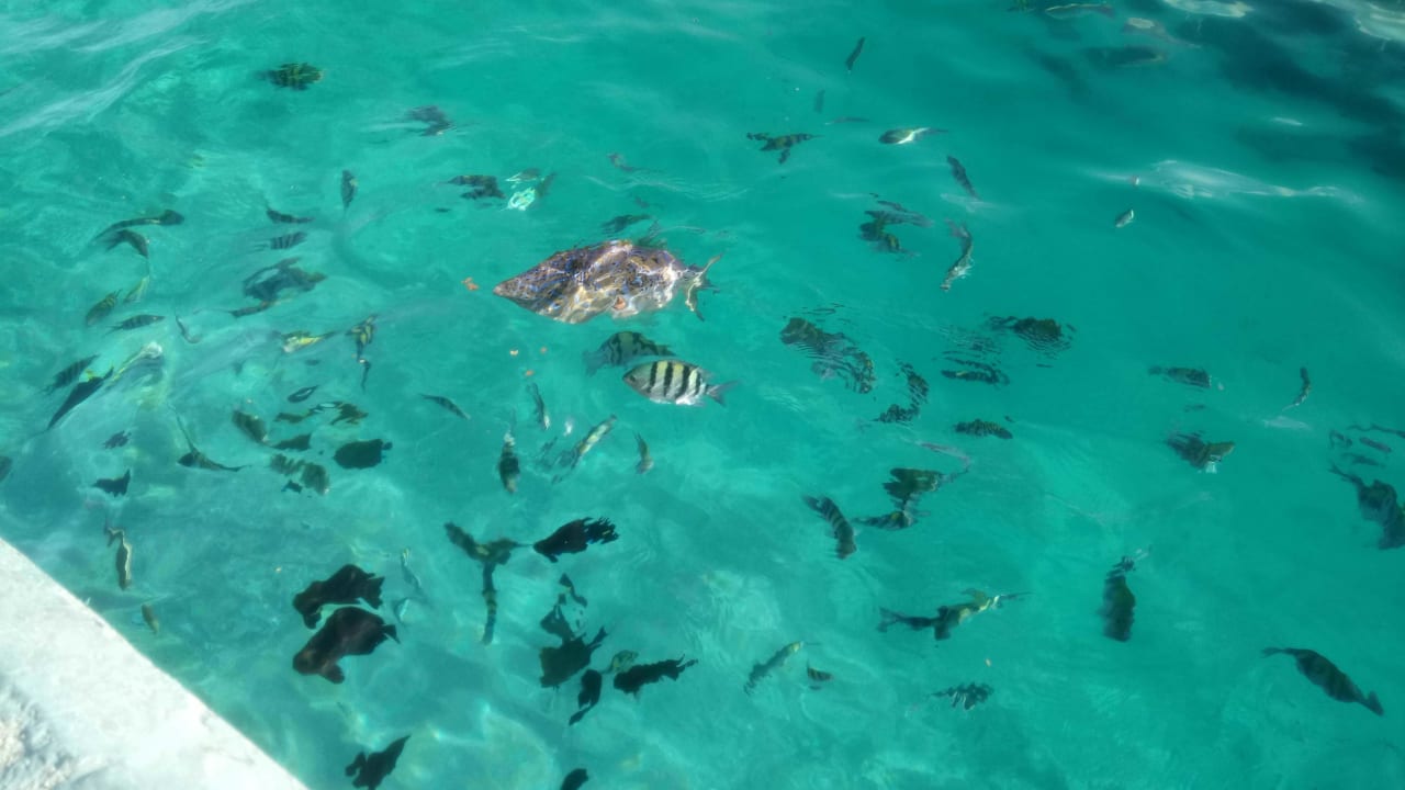 Strand Marina Resort Port Ghalib, a member of Radisson Individuals