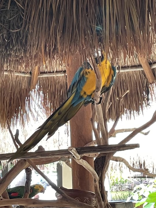 Gartenanlage Iberostar Waves Tucan