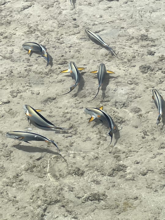 Strand Stella Garden Resort & Spa, Makadi Bay