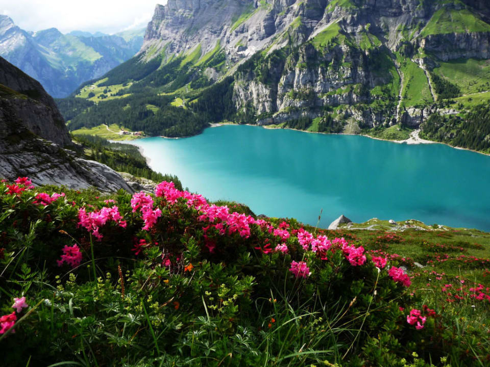 Alpenrosen zur Fründenhütte SAC Berghotel Oeschinensee