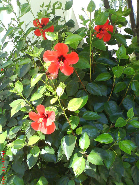 MC Park Resort Hotel & Spa  MC Beach Park Resort Hotel