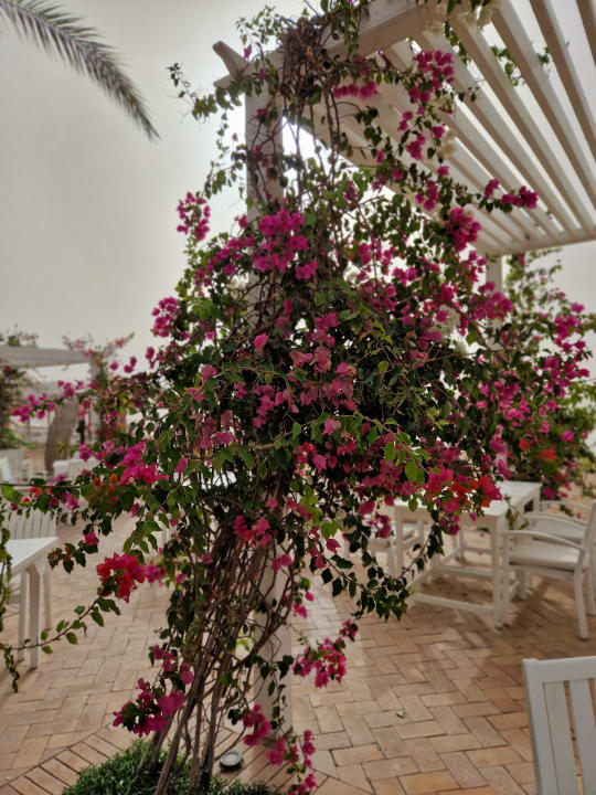 Sonstiges Fort Arabesque Resort, Spa & Villas