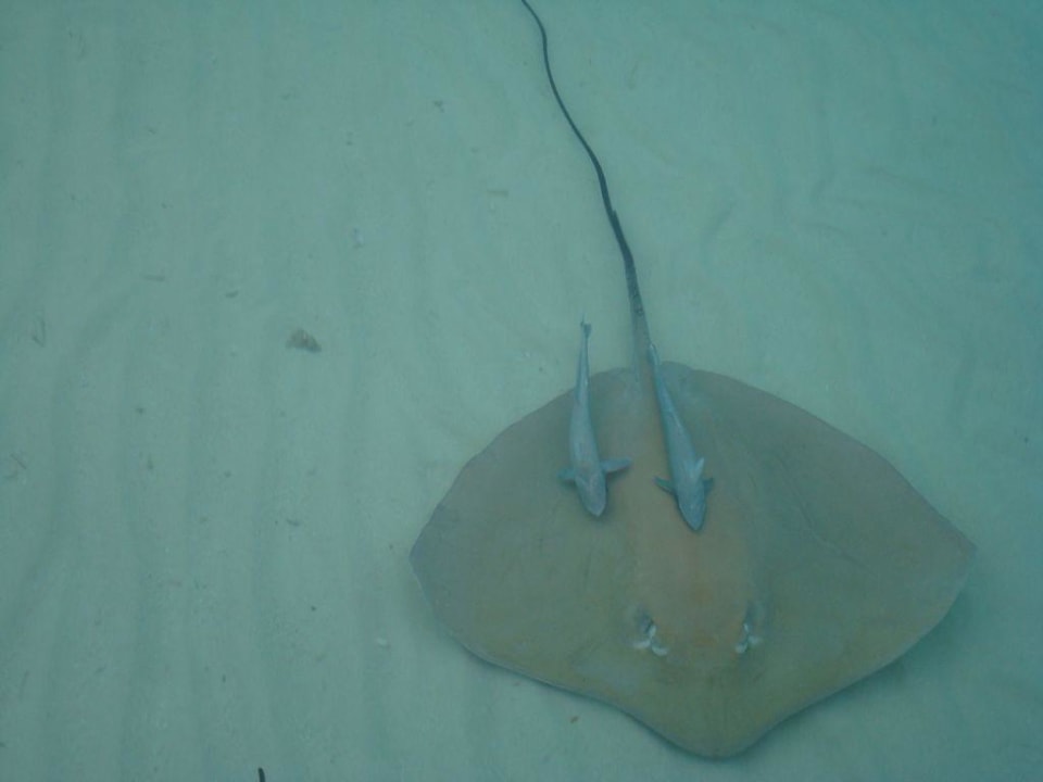 Geleitschutz ihrer Majestät Kuramathi Maldives