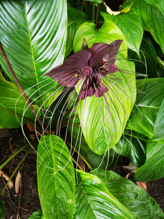 Sonstiges Hotel Rawai Palm Beach Resort