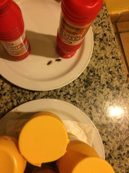 Gastro SBH Club Paraiso Playa