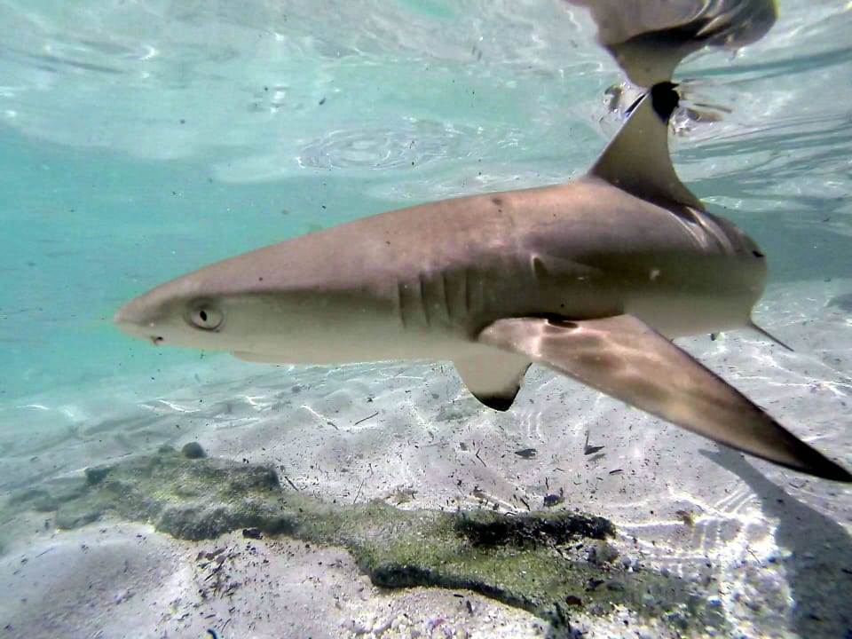 Obacht Embudu Village